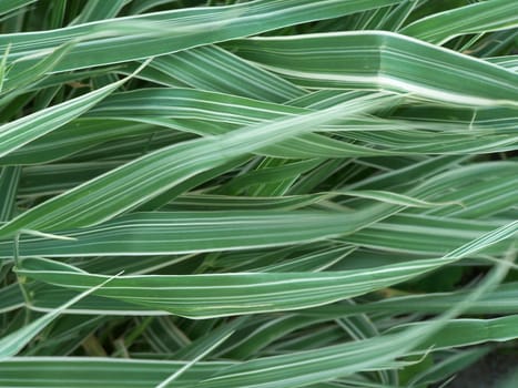 Close up of abstract texture of chlorophytum leaves.