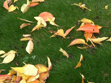 falling leaves as autumn symbol