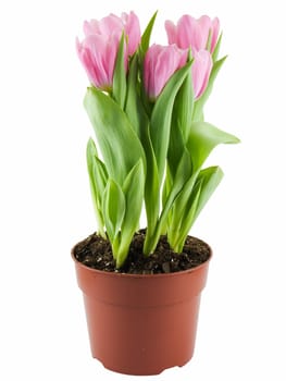 Pink tulip plant isolated on a white background