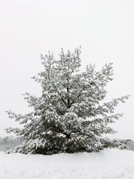Pine tree during a wintery snow storm