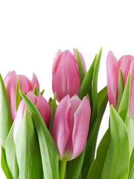 Pink tulips isolated on a white background