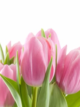 Pink tulips isolated on a white background