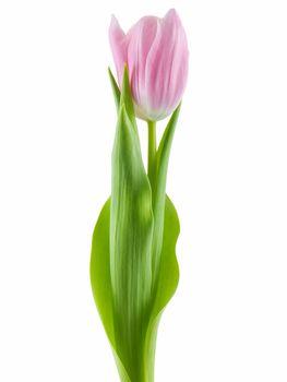 Pink tulip isolated on a white background