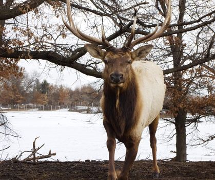 Charging male bull elk in the wild