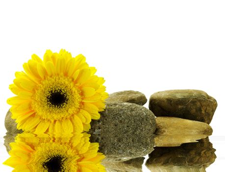 wet yellow gerber daisy on the stones with reflection over white