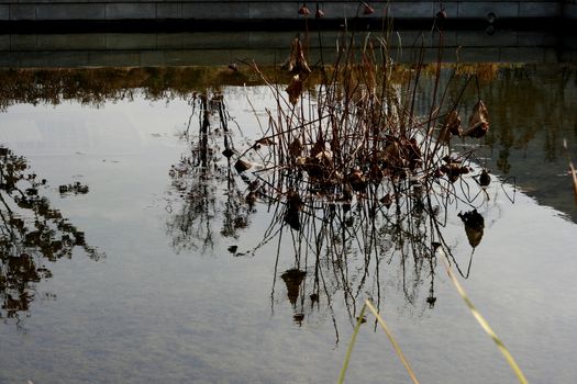 Dried Lilies Relection in a pond during winter