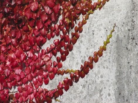 Virginia creeper in autumn - leaves on a wall
