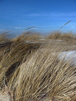 at a sandy beach before a winter storm, beach grasses showing movement in the wind