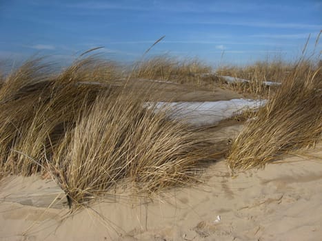 a patch of beach grasses, blowing in the wind before a winter storm