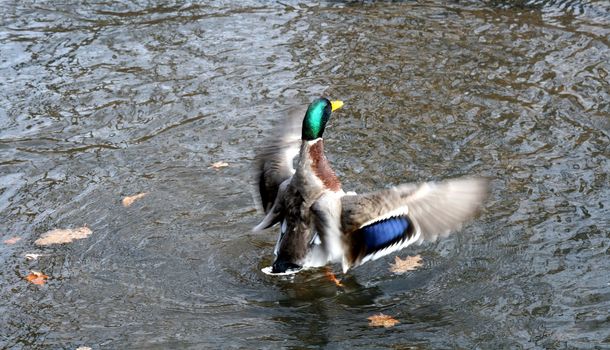 in bright Spring plumage, a mallard drake lands on water
