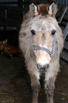 a donkey in a farmyard