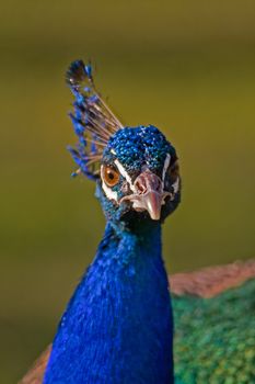 Peacock into the wild