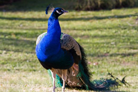 Peacock into the wild 
