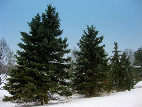 a line of tall pine trees, after a winter snow