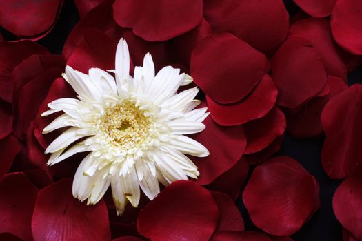 White Geranium Daisy on a bed of Rose petals
