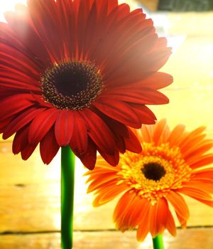 Red and Orange Flowers with light