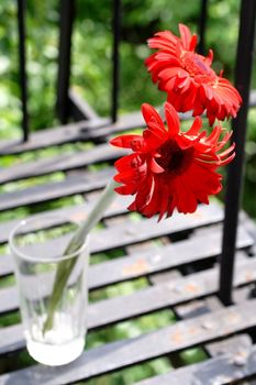 couple of red daisies in a glass outdoors.