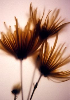 Flowers pressed and photographed behind art paper