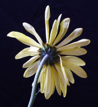 Still life shot of a Daisy's behind on black background.