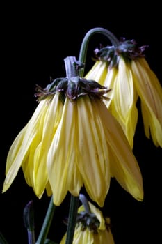 Wilting daisies on black background