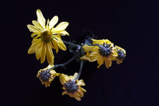 wilting daisies on black