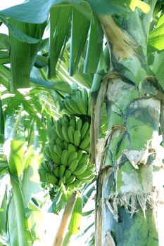 Banana Tree in a tropical country the Philippines