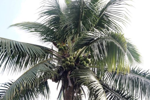 Tropical Coconut Palm Tree teeming with  fruits