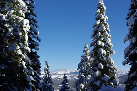 Trees covered in fresh snow looking towards the Sierra Crystal Range