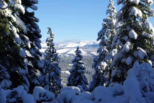 Trees covered in fresh snow looking towards the Sierra Crystal Range