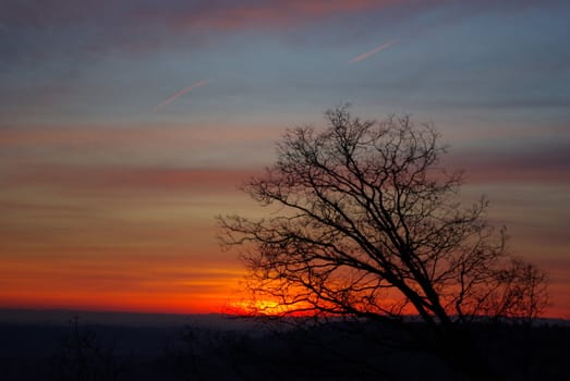 Bare branches silhouetted against a Sierra sunset
