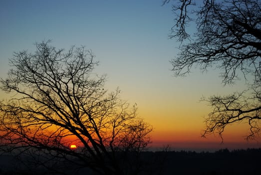 Bare branches silhouetted against a sunset 