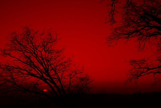 Bare branches silhouetted against a red sunset 