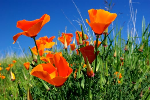 
California poppies against a blue spring sky with green foliage