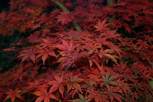 Red japanese maple leaves with a dark background