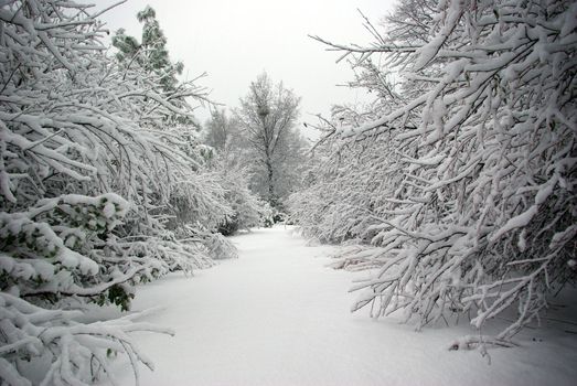 An snow covered trail lined by bushes covered in sno