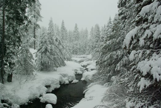 A mountain stream flowing through a tree and snow covered landscape in a snowstorm