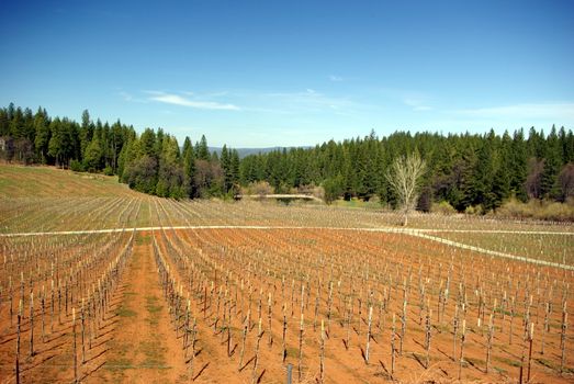 A new Vineyard at early spring in the El Dorado Country foothills