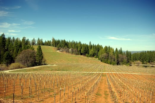 A new Vineyard at early spring in the El Dorado Country foothills