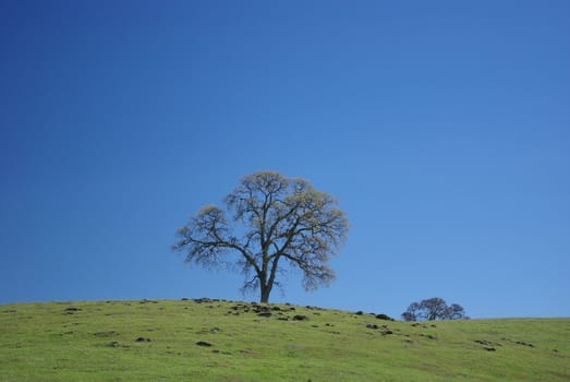 An Oak tree on a grassy hilltop against a blue sky