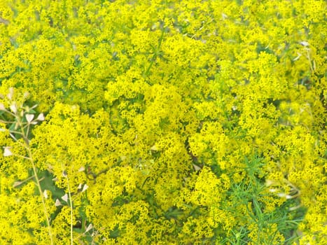 Close up of many little bright yellow flowers