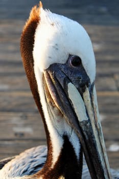 Close up of a pelican head with pier in the background.