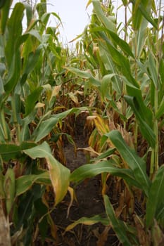 Rows of a late September corn crop