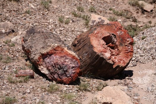 Fossilized logs from the Petrified Forest National Park
