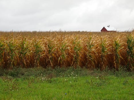 Rows of golden Illinois corn near harvest time