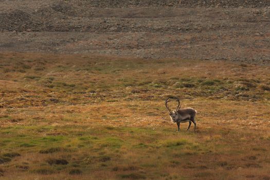 Lone elk in field.  Horizontally framed shot.