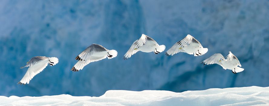 Seagull flying over snow.  Horizontally framed shot.