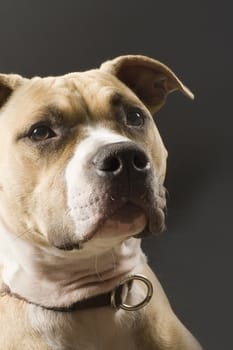 a close-up of a staffordshire terrier