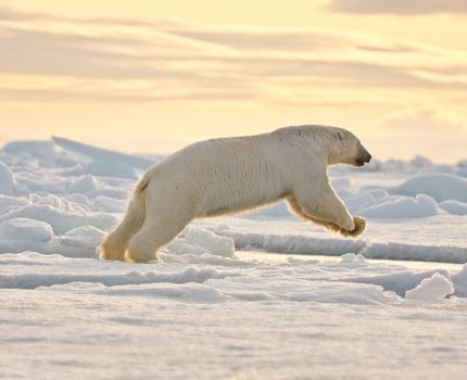 Polar bear leaping in the snow.  Horizontally framed shot.