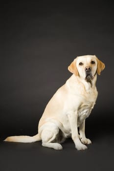 a labrador on a black background