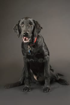 a black flatcoated retriever